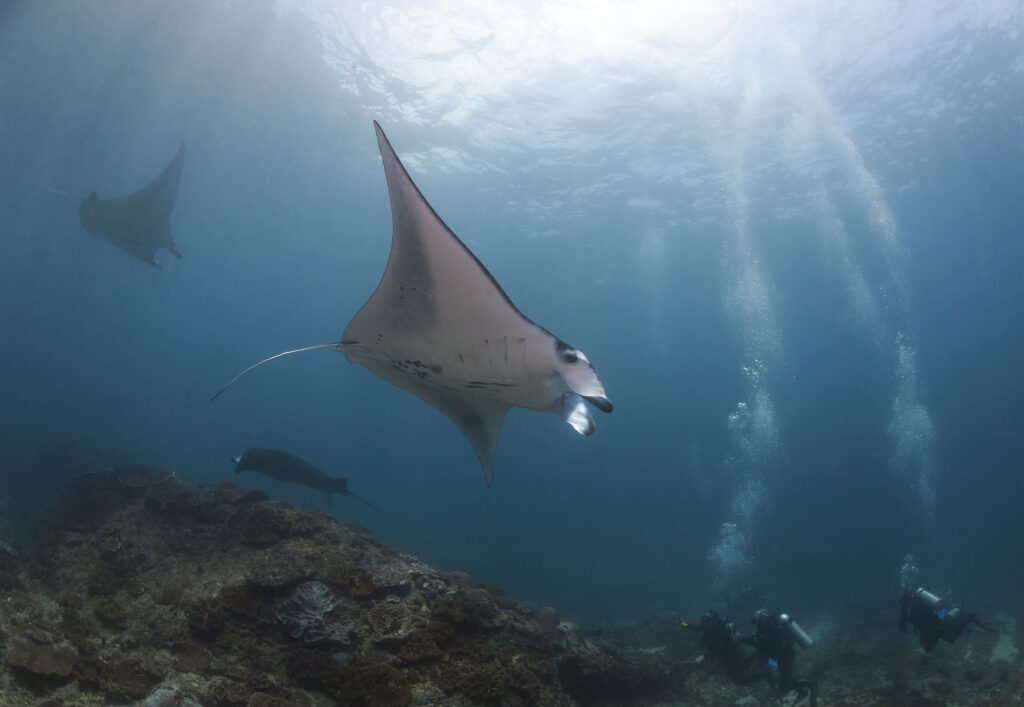 manta ray underwater just above reef, blue water